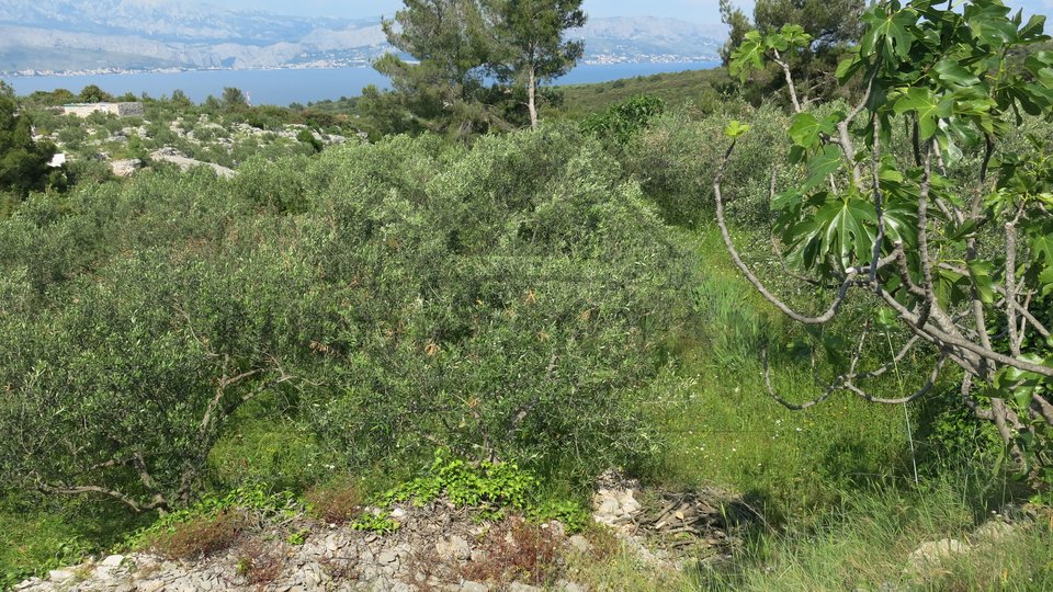 Agricultural land with olive grove in Splitska